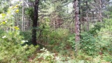 Deeded Lake Access, Daily Docking Rights - photo 10