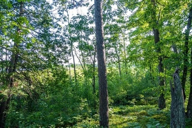 Imagine waking up to the sound of loons, surrounded by towering - photo 12
