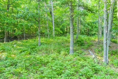 Imagine waking up to the sound of loons, surrounded by towering - photo 15