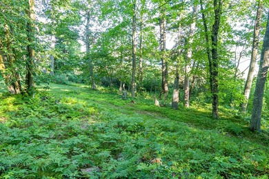 Imagine waking up to the sound of loons, surrounded by towering - photo 16