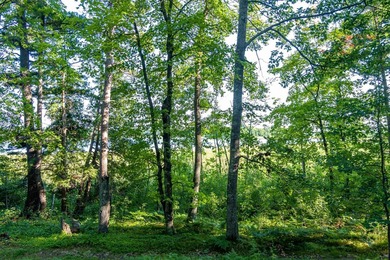 Imagine waking up to the sound of loons, surrounded by towering - photo 21