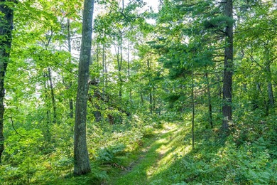 Imagine waking up to the sound of loons, surrounded by towering - photo 26