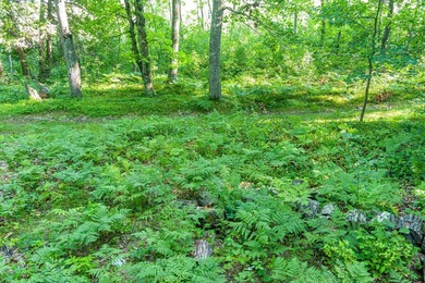 Imagine waking up to the sound of loons, surrounded by towering - photo 29