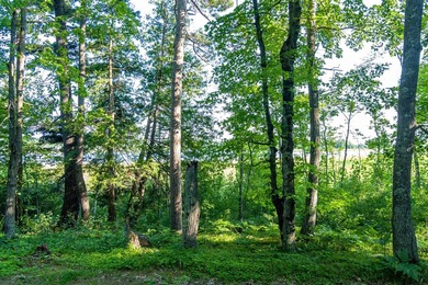 Imagine waking up to the sound of loons, surrounded by towering - photo 30