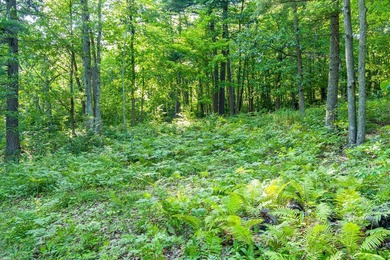 Imagine waking up to the sound of loons, surrounded by towering - photo 32
