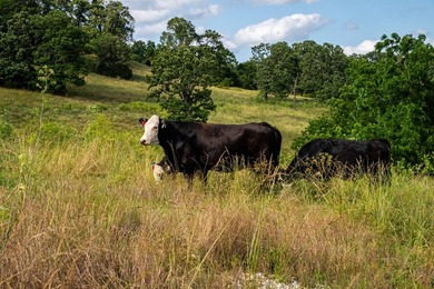 The Stansberry Creek Ranch is located just 10 miles south of - photo 23