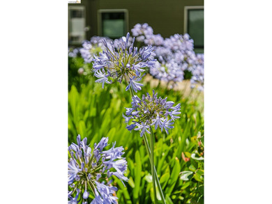 Discover the hidden gem of Meadowcrest- where spacious townhome - photo 44