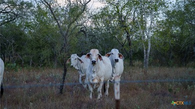 314 +/- Acres in Gonzales County | Prime Hunting & Ranch - photo 6
