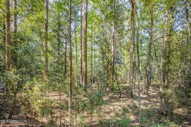 Hunting land for sale in Wilkinson County, MS bordering the - photo 16