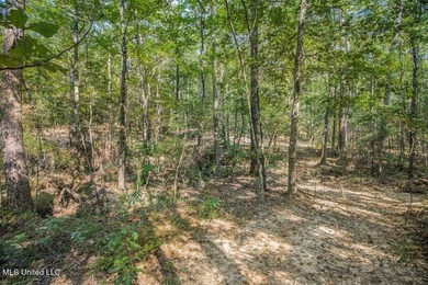 Hunting land for sale in Wilkinson County, MS bordering the - photo 17