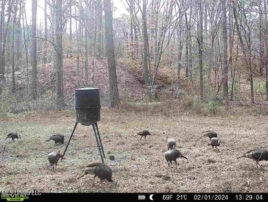 Hunting land for sale in Wilkinson County, MS bordering the - photo 23