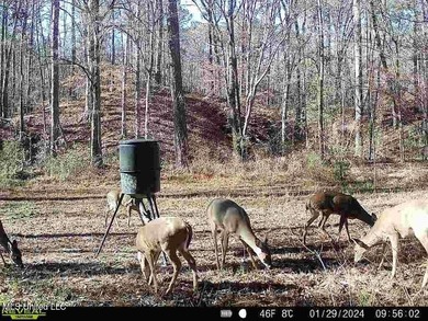 Hunting land for sale in Wilkinson County, MS bordering the - photo 25