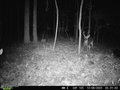 Hunting land for sale in Wilkinson County, MS bordering the - photo 26