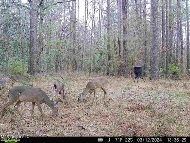 Hunting land for sale in Wilkinson County, MS bordering the - photo 27