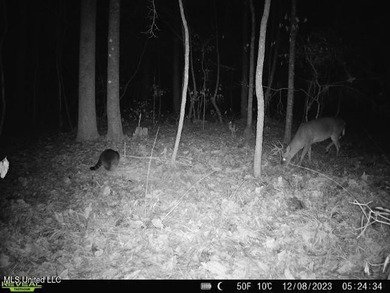 Hunting land for sale in Wilkinson County, MS bordering the - photo 28