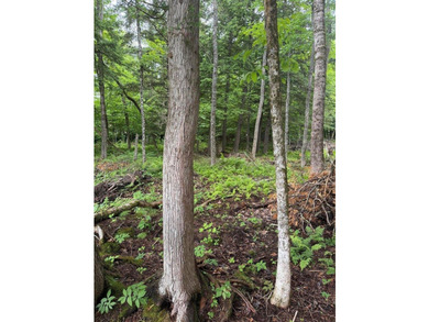 Enjoy approximately 200 feet of frontage on beautiful Sebec Lake - photo 4