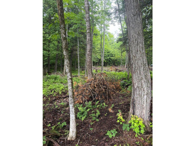 Enjoy approximately 200 feet of frontage on beautiful Sebec Lake - photo 5