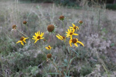 (private lake, pond, creek) Home For Sale in Haworth Oklahoma