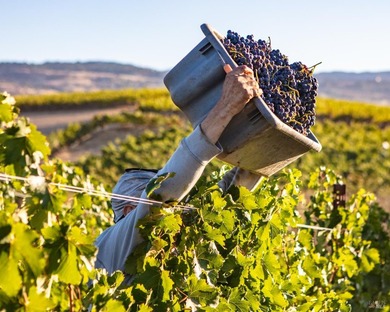 Krupp Brothers Estate is a remarkable 20-acre Napa Valley winery - photo 43