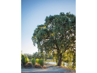 Krupp Brothers Estate is a remarkable 20-acre Napa Valley winery - photo 48