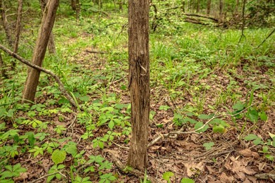 Private Hunting Retreat with Pond, Hardwood Timber & Homesite - photo 17