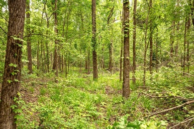 Private Hunting Retreat with Pond, Hardwood Timber & Homesite - photo 18