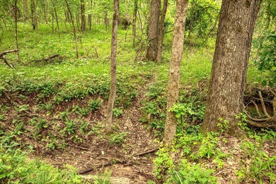 Private Hunting Retreat with Pond, Hardwood Timber & Homesite - photo 21