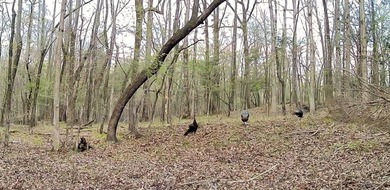 Private Hunting Retreat with Pond, Hardwood Timber & Homesite - photo 25