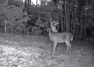 Private Hunting Retreat with Pond, Hardwood Timber & Homesite - photo 33