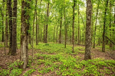 Private Hunting Retreat with Pond, Hardwood Timber & Homesite - photo 36