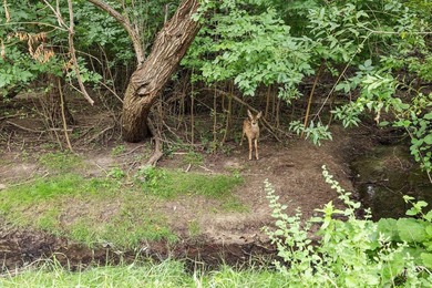 OPEN HOUSE SAT 7/25 11am-1pm. Backing directly to Crane Creek - photo 3
