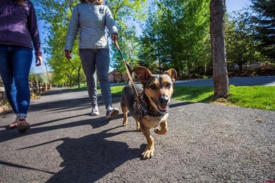 Monique Flora, The Wells Group of Durango, LLC, C: , monique,  :