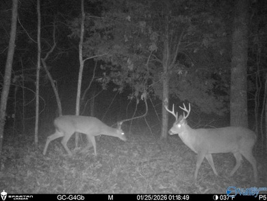 Discover this incredible hunting and recreational tract on Sand - photo 20