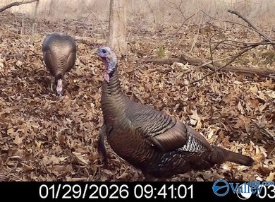 Discover this incredible hunting and recreational tract on Sand - photo 24