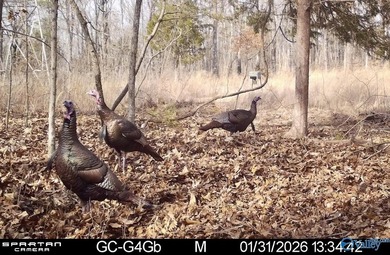 Discover this incredible hunting and recreational tract on Sand - photo 25