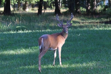 Welcome to 400 Tree House Trail, an extraordinary homesite - photo 2