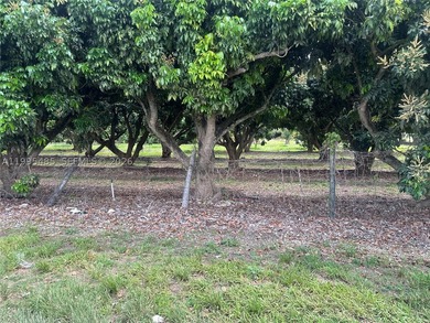 15.6 ACRE LONGAN GROVE, MATURE TREES, FULLY FENCED AND GATED - photo 7
