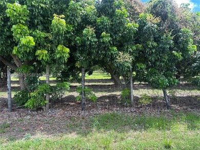 15.6 ACRE LONGAN GROVE, MATURE TREES, FULLY FENCED AND GATED - photo 8