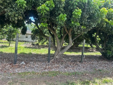 15.6 ACRE LONGAN GROVE, MATURE TREES, FULLY FENCED AND GATED - photo 10