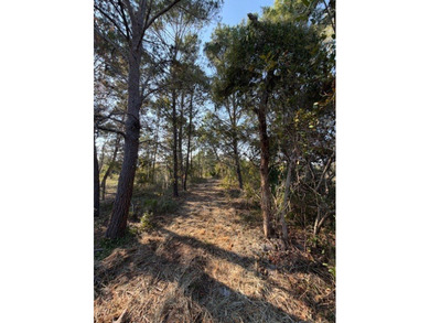 ALL NEW PHOTOS SHOWING CLEARED BUILDING AREA! COUNTY WATER - photo 3