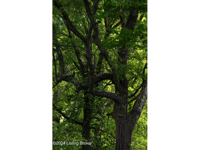 LOT 3 / Experience the beauty and tranquility of Poplar Hill - photo 8