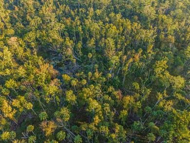 Escape to the peaceful outdoors with this 40-acre tract located - photo 6