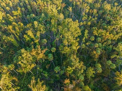 Escape to the peaceful outdoors with this 40-acre tract located - photo 9