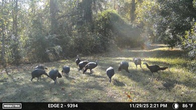 One of a Kind Paynes Prairie Ranch Property is being made - photo 40