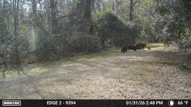 One of a Kind Paynes Prairie Ranch Property is being made - photo 41