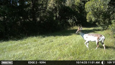 One of a Kind Paynes Prairie Ranch Property is being made - photo 42