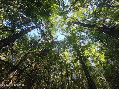 Tucked away off Hamilton Road in Prentiss, this beautiful 14 - photo 14