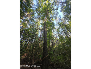 Tucked away off Hamilton Road in Prentiss, this beautiful 14 - photo 28