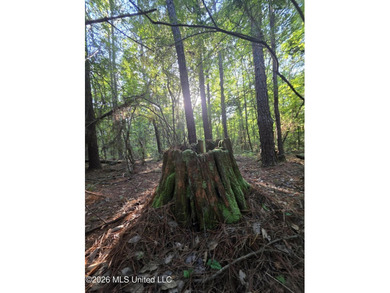Tucked away off Hamilton Road in Prentiss, this beautiful 14 - photo 29