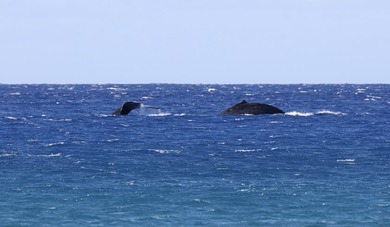 INCOMPARABLE OCEANFRONT ESTATE ALONG THE KOHALA COAST. Nestled - photo 23
